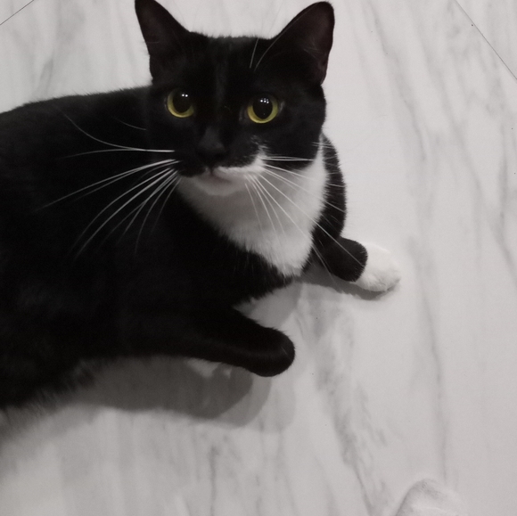 Meet your Posher, Sofia - Picture 2 of 5